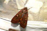 Noctua pronuba