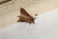 Mythimna albipuncta
