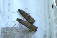 Nomophila noctuella