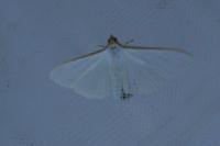 Palpita vitrealis