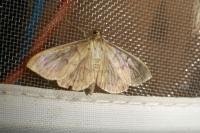 Patania ruralis