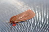 Phragmatobia fuliginosa