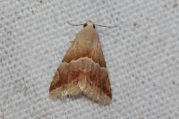 Eublemma parva