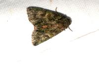 Polyphaenis sericata