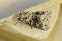 Hecatera bicolorata