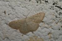 Scopula marginepunctata
