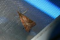 Synaphe punctalis