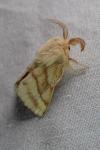Malacosoma castrense