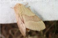 Malacosoma neustria