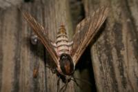 Sphinx ligustri