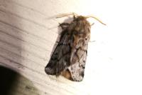 Thaumetopoea pityocampa