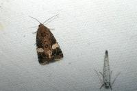 Tyta luctuosa