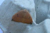 Watsonalla uncinula