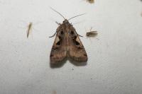 Xestia c-nigrum