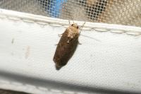 Spodoptera exigua