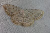 Scopula submutata roseonitens