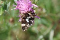 Tyta luctuosa