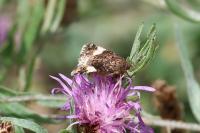 Tyta luctuosa