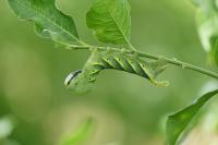 Acherontia atropos