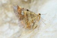Macaria liturata