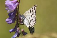 Euclidia mi