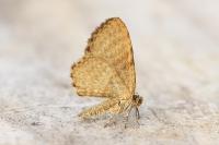 Euchoeca nebulata