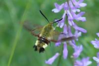 Hemaris fuciformis