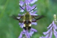 Hemaris fuciformis