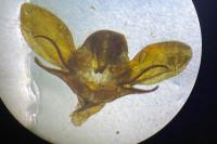 Hyloicus pinastri
