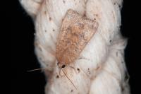 Noctua interjecta