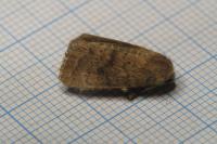 Hoplodrina octogenaria