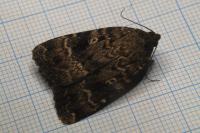 Amphipyra berbera svenssoni