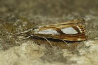 Catoptria permutatellus