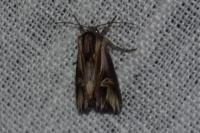 Actinotia polyodon