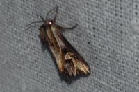 Actinotia polyodon