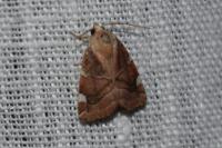 Cosmia diffinis