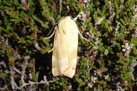 Noctua fimbriata