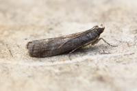 Eccopisa effractella