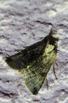 Abrostola tripartita