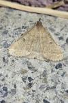 Zanclognatha zelleralis