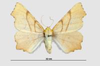 Ennomos erosaria
