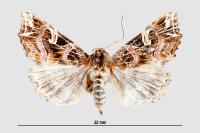 Callopistria juventina