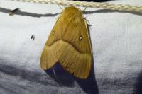 Lasiocampa quercus quercus