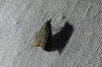 Schrankia costaestrigalis