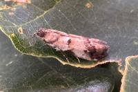 Acrobasis fallouella