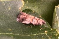 Acrobasis fallouella