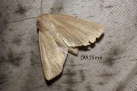 Mythimna pudorina