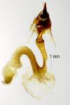 Mythimna pudorina