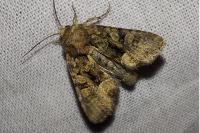 Oligia versicolor