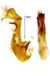 Oligia versicolor